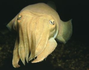 Cuttle Fish, The Mew Stone Plymouth UK. Nikon F60 Sigma 5... by Ken Byrne 